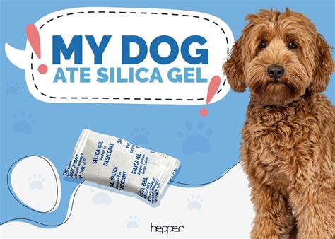 dog ate silica